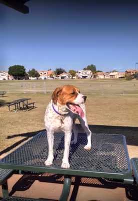 Dog Park at Parkridge Park